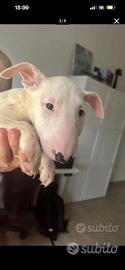 Cucciola femmina bull terrier