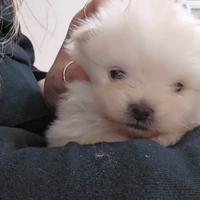 Volpino di pomerania spitz tedesco nano