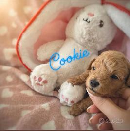 Barbone toy