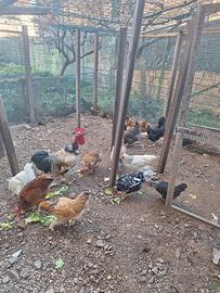 Galline