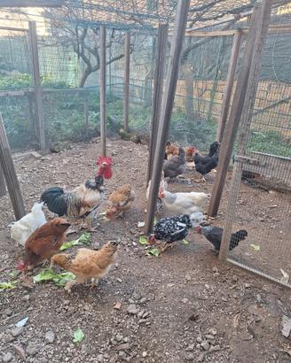 Galline