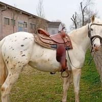 Argentino appaloosa