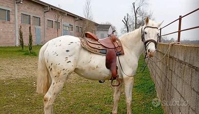 Argentino appaloosa