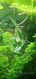 Banco di 6 Tanichthys albonubes