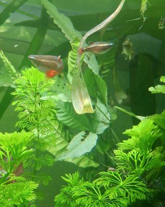 Banco di 6 Tanichthys albonubes