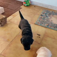 Accoppiamento Monta Labrador