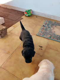 Accoppiamento Monta Labrador