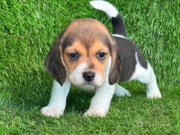 Beagle