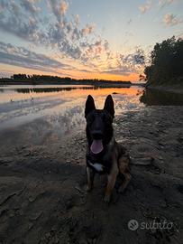 MALINOIS 17 mesi Charbonè