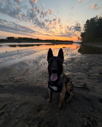 MALINOIS 17 mesi Charbonè