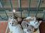 Immagine 6