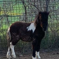 Pony