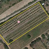 Terreno piantumato. MANDORLETO in produzione