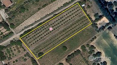 Terreno piantumato. MANDORLETO in produzione