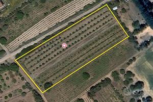 Terreno piantumato. MANDORLETO in produzione