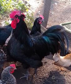 Galline australorp