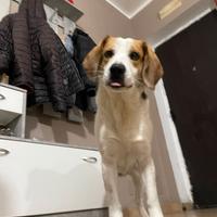 Maschio beagle per monta