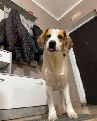 Maschio beagle per monta