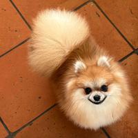 Spitz tedesco Nano ( Pomerania)