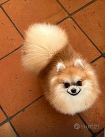 Spitz tedesco Nano ( Pomerania)