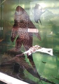 (SCAMBI.O) Pesci da Fondo