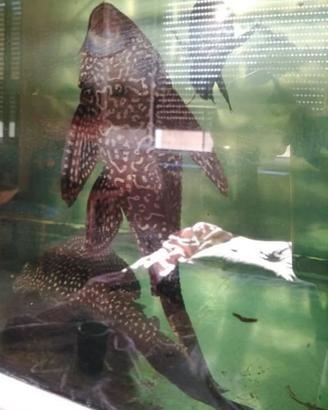 (SCAMBI.O) Pesci da Fondo