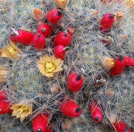 3 polloni di cactus Mammillaria prolifera