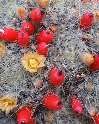 3 polloni di cactus Mammillaria prolifera