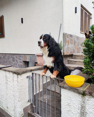 Bovaro del bernese