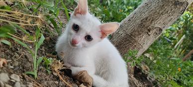 Gatto Gattino Micio