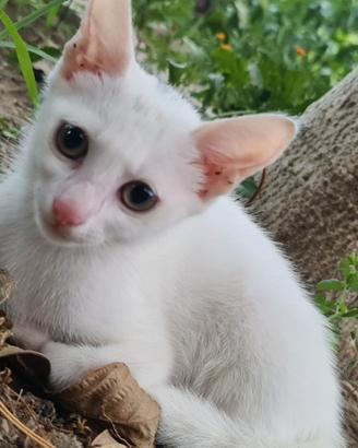 Gatto Gattino Micio