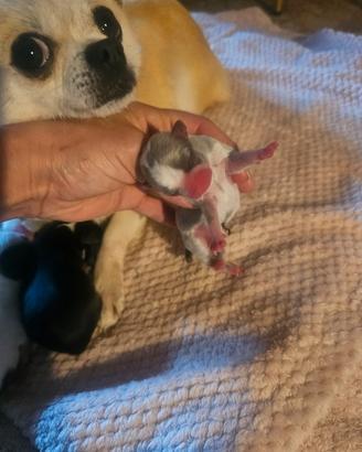 Chihuahua