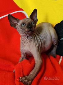 Sphynx cucciolo