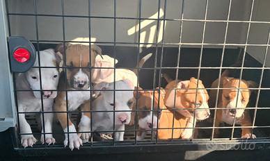 Cuccioli Amstaff