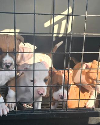 Cuccioli Amstaff