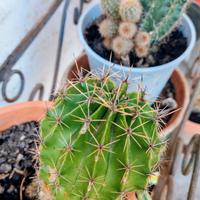 pianta grassa dai fiori gialli 