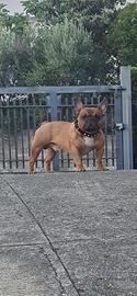 Maschio bouledogue francese per monta