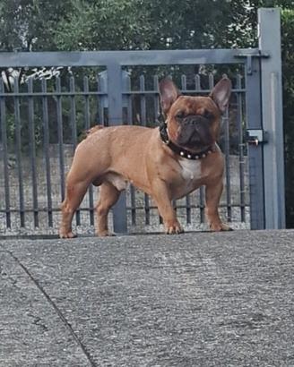 Maschio bouledogue francese per monta