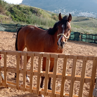 Castrone QUARAB di 6 anni