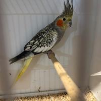 Calopsite femmina perlata