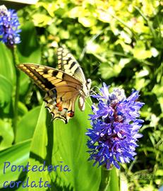 10 rizomi Pontederia cordata piante laghetto