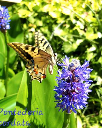 10 rizomi Pontederia cordata piante laghetto