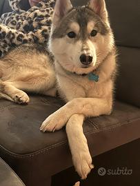 Cane razza husky