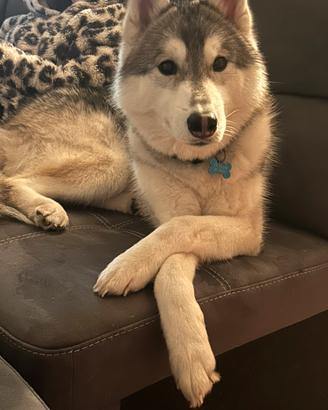Cane razza husky