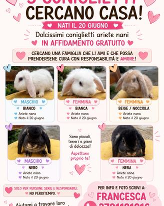 Conigli ariete