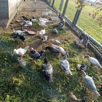 Anatre mute 2025 maschi