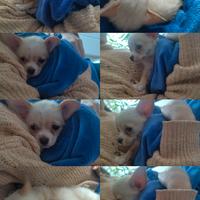 Chihuahua nano di 3 mesi passati