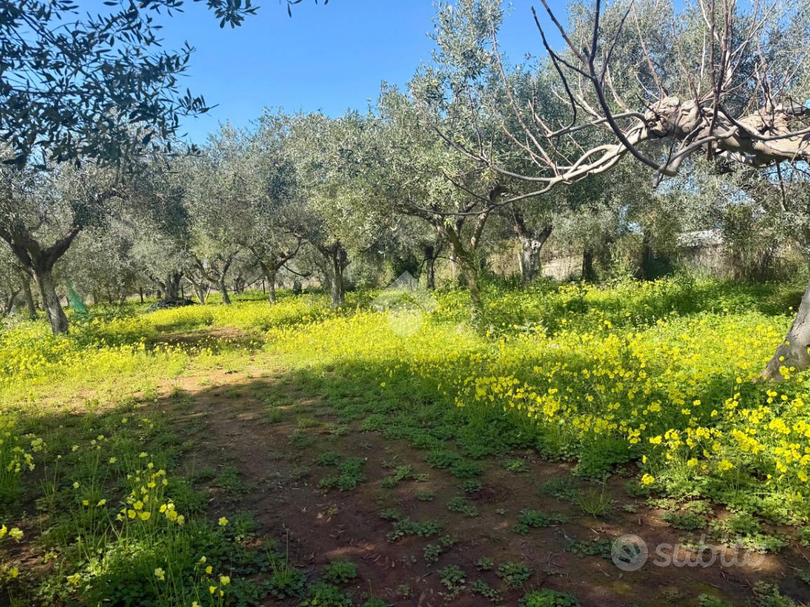 TER. AGRICOLO A SANTA MARIA DEL CEDRO - Vista 2