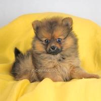 Volpino di Pomerania Cucciola