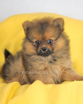 Volpino di Pomerania Cucciola